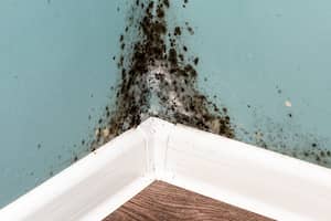 Black Mold on Wall