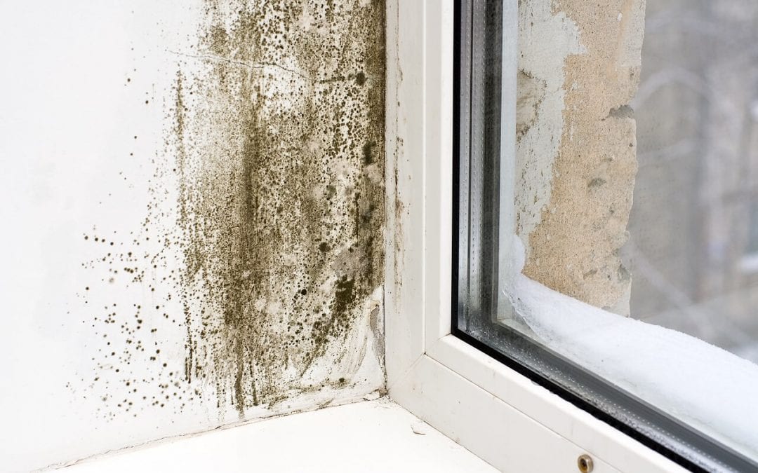 Prevent Mold in the Home