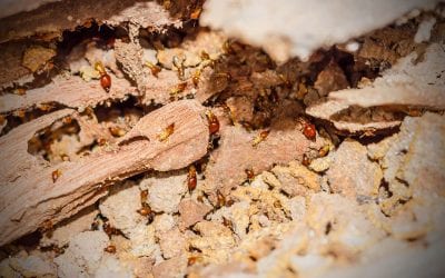 3 Signs of Termites in the Home to Look Out For