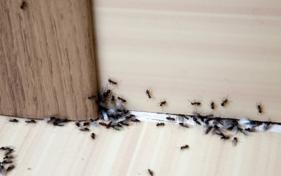 get rid of ants in the home