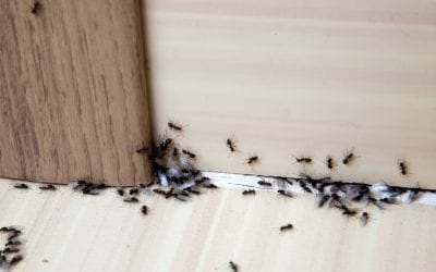 3 Ways to Get Rid of Ants in Your Home